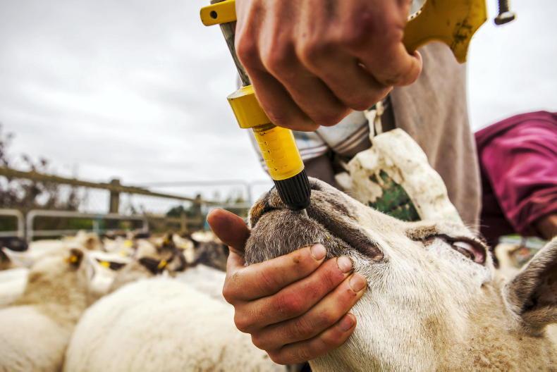 Risk of fluke treatment happening too early Risk of fluke treatment happening too early