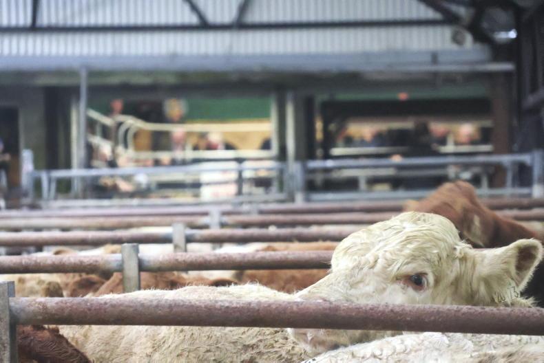 Shed of weanlings that used to cost €100,000 now costing €250,000 - finisher Shed of weanlings that used to cost €100,000 now costing €250,000 - finisher