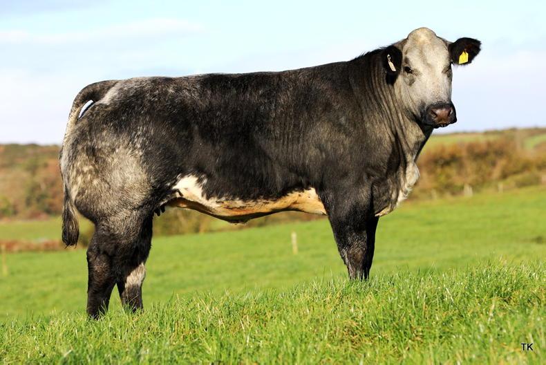 Martbids Database: numbers and trade ease Martbids Database: numbers and trade ease