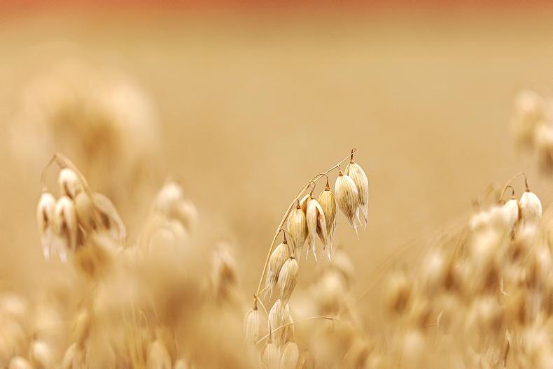 Irish grain can help to reduce emissions from milk production Irish grain can help to reduce emissions from milk production