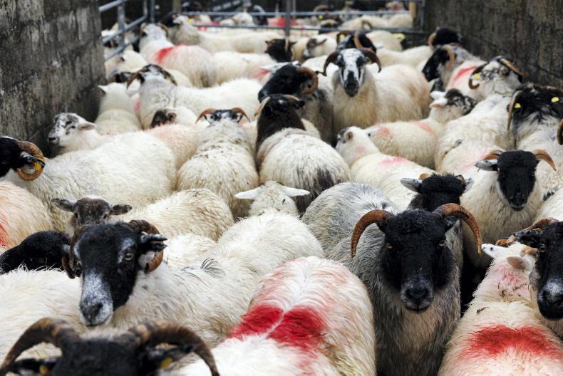 Sheep Management: liver fluke, new antiparasitics regulation and lameness issues Sheep Management: liver fluke, new antiparasitics regulation and lameness issues