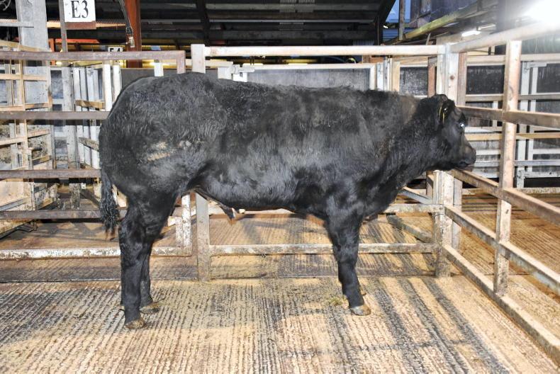 Northern View: quotes hold as cow numbers surge Northern View: quotes hold as cow numbers surge