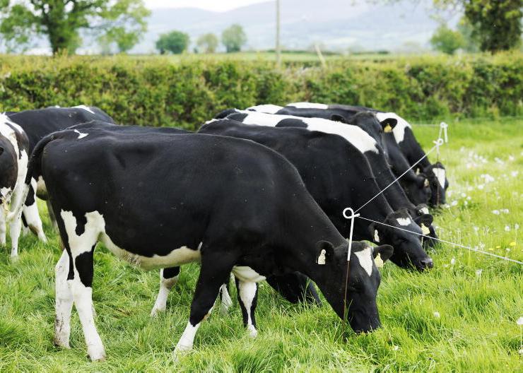 National cattle herd down 130,000 head National cattle herd down 130,000 head
