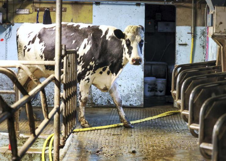 Labour constraints a big factor in future parlour upgrades Labour constraints a big factor in future parlour upgrades