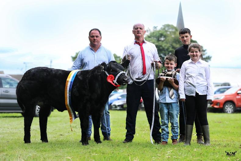 Watch: big money keeps coming in Carrick with €20,000 paid for Limousin heifer Watch: big money keeps coming in Carrick with €20,000 paid for Limousin heifer