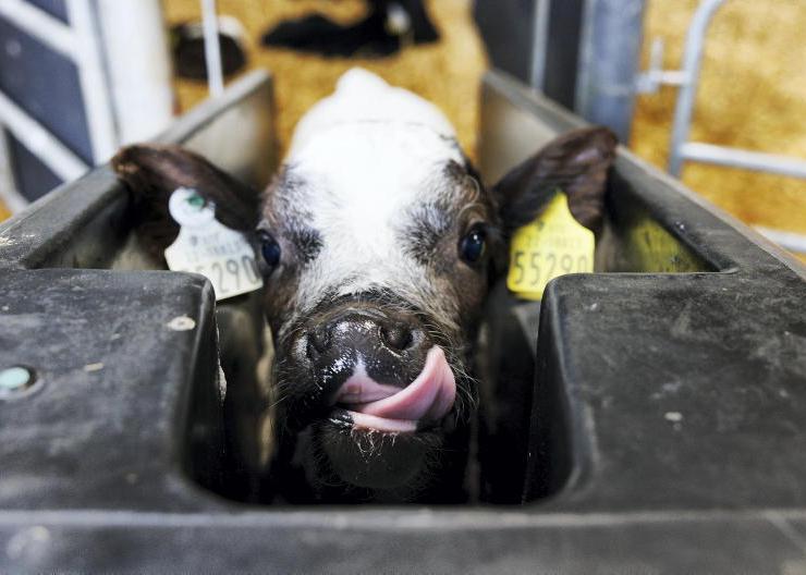 Buying TAMS mobile items before approval Buying TAMS mobile items before approval