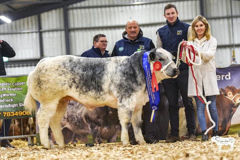Watch: records smashed as Polar Bear sells for €33,500 Watch: records smashed as Polar Bear sells for €33,500