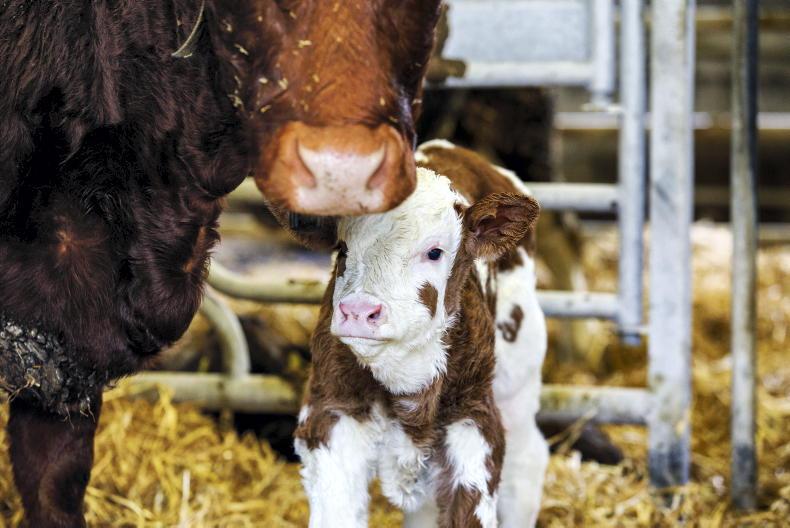 Adherence to ID rules is vital in farm inspections Adherence to ID rules is vital in farm inspections