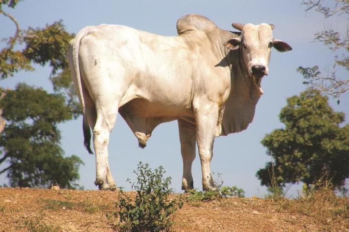 Tagging and traceability trouble in Brazil Tagging and traceability trouble in Brazil