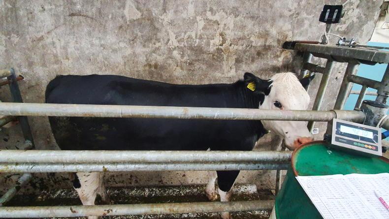 €4.09m paid under 2025 dairy beef weighing scheme €4.09m paid under 2025 dairy beef weighing scheme