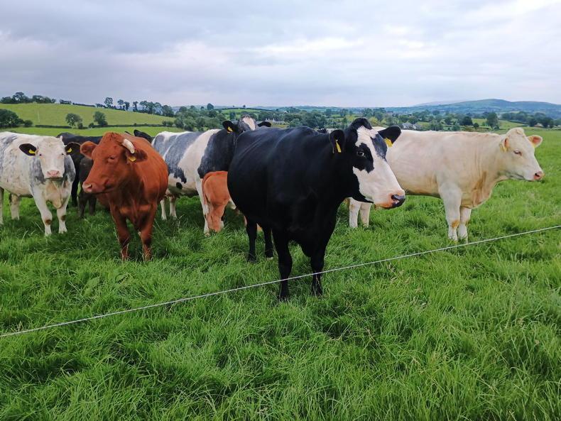 Thousands still to join new suckler scheme Thousands still to join new suckler scheme