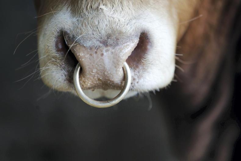 Managing newly purchased bulls Managing newly purchased bulls