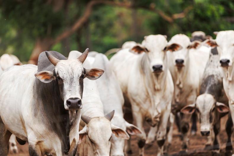 Factory cattle down 1.5m head in EU Factory cattle down 1.5m head in EU