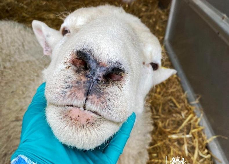 Sheep management: bluetongue virus, ewe condition and clean livestock policy Sheep management: bluetongue virus, ewe condition and clean livestock policy