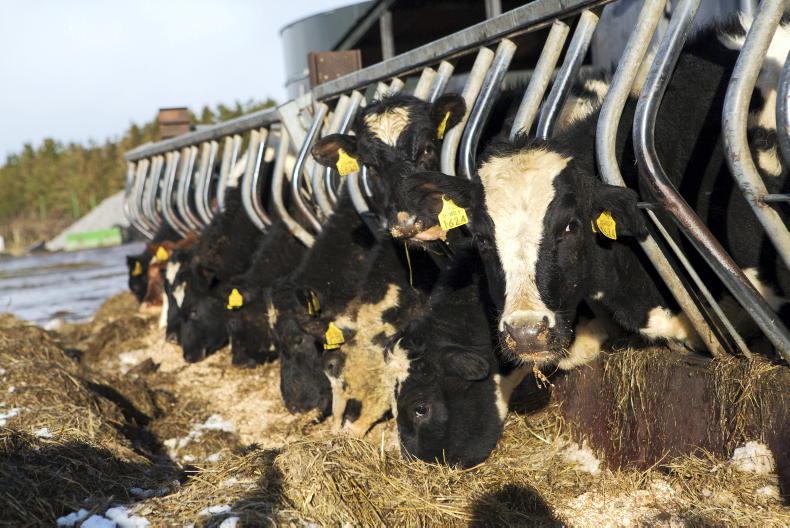 Managing replacement heifers this winter Managing replacement heifers this winter
