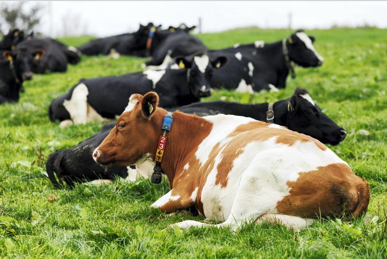 Crucial week for nitrates derogation decision Crucial week for nitrates derogation decision