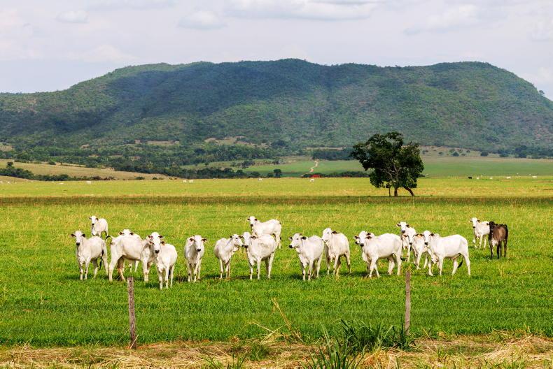 EU should have been up front about downside of Mercosur EU should have been up front about downside of Mercosur