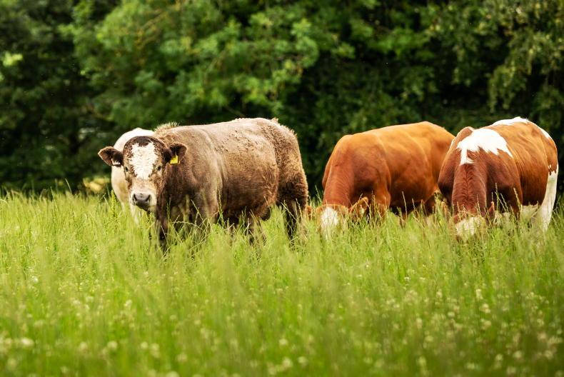 Organic v conventional: which came out on top for 2024 farm incomes? Organic v conventional: which came out on top for 2024 farm incomes?