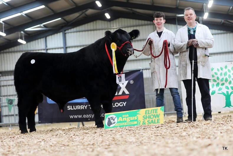 Watch: Angus bulls average €5,840 at elite sale Watch: Angus bulls average €5,840 at elite sale
