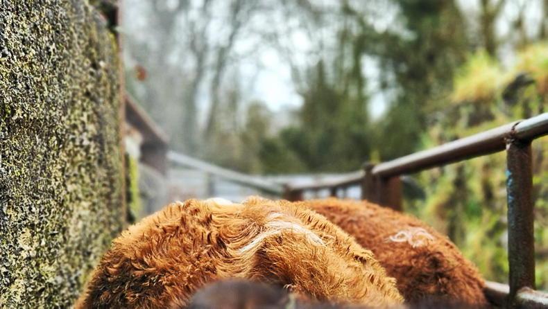 Farmer Writes: it's time for musical chairs in the sheds Farmer Writes: it's time for musical chairs in the sheds