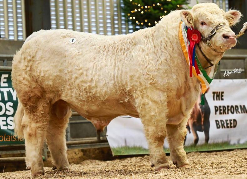 Watch: Charolais bulls sell to €15,500 in Elphin Watch: Charolais bulls sell to €15,500 in Elphin