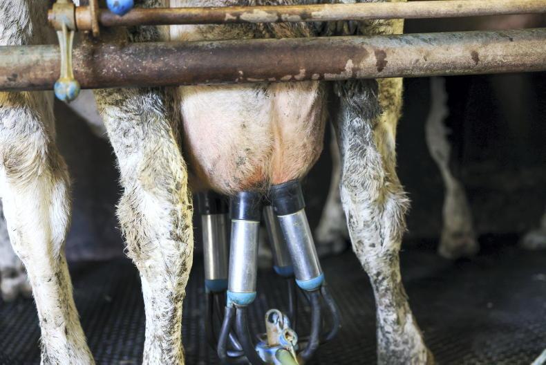Once-a-day milking - marvellous or madness? Once-a-day milking - marvellous or madness?