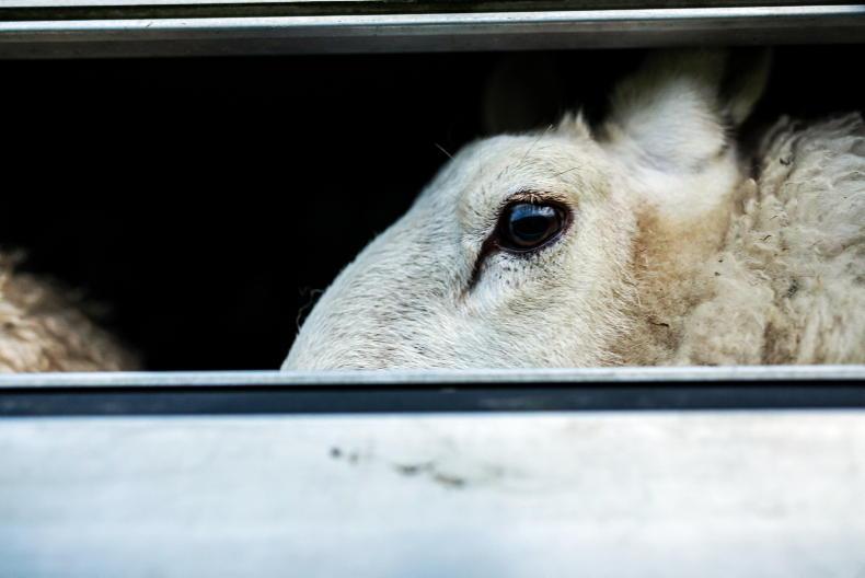 Lifeline for NI sheep as export suspension to Britain lifted Lifeline for NI sheep as export suspension to Britain lifted