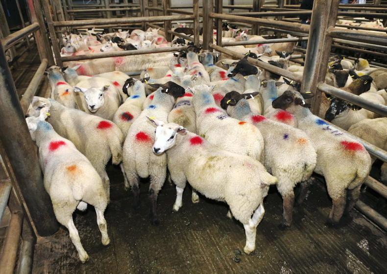 Boost for NI sheep as export ban lifted Boost for NI sheep as export ban lifted