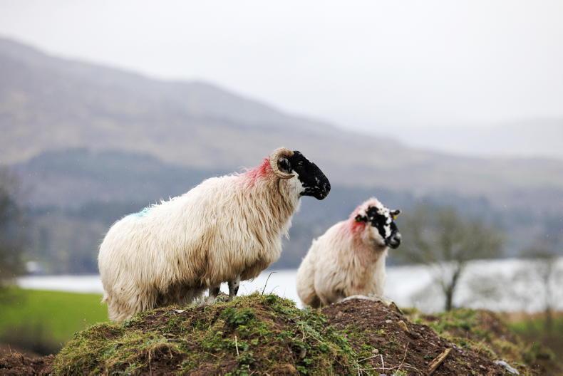 Schemes update: €9.69m paid in ACRES this week Schemes update: €9.69m paid in ACRES this week