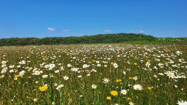 90% of Ireland’s habitats in unfavourable status, report finds 90% of Ireland’s habitats in unfavourable status, report finds