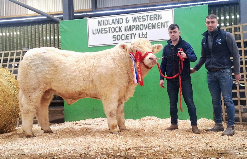 Watch: Charolais bulls hit €5,800 in Carrick's last sale of the year Watch: Charolais bulls hit €5,800 in Carrick's last sale of the year