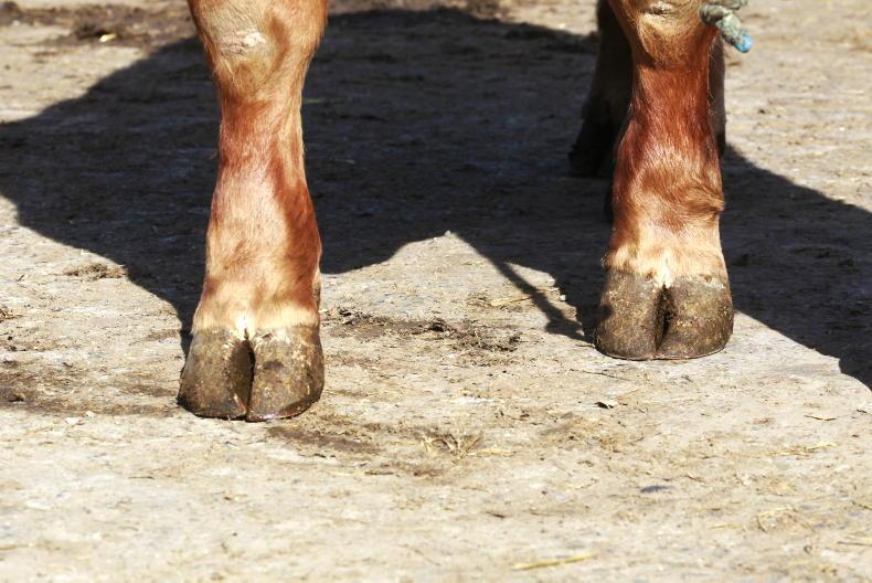Suspended prison term for farmer over neglect of cattle and sheep Suspended prison term for farmer over neglect of cattle and sheep