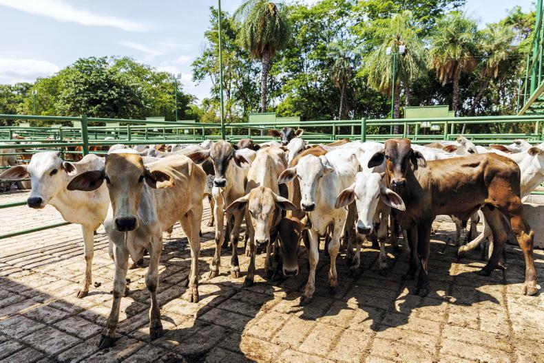 Brazil’s beef exports pass 3m tonnes in 2025 Brazil’s beef exports pass 3m tonnes in 2025
