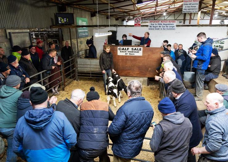 Calf prices expected to hold into spring 2026 Calf prices expected to hold into spring 2026