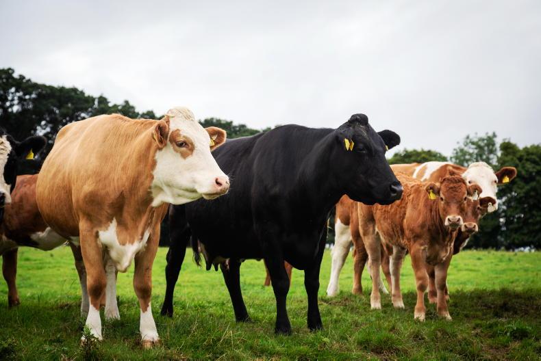 Suckler cow numbers drop to 55-year low Suckler cow numbers drop to 55-year low