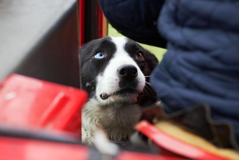 Farm safety must be priority as 20 die on farms in 2025 - minister Farm safety must be priority as 20 die on farms in 2025 - minister
