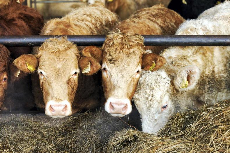 Beef Management: weighing weanlings, scour vaccines and lice Beef Management: weighing weanlings, scour vaccines and lice