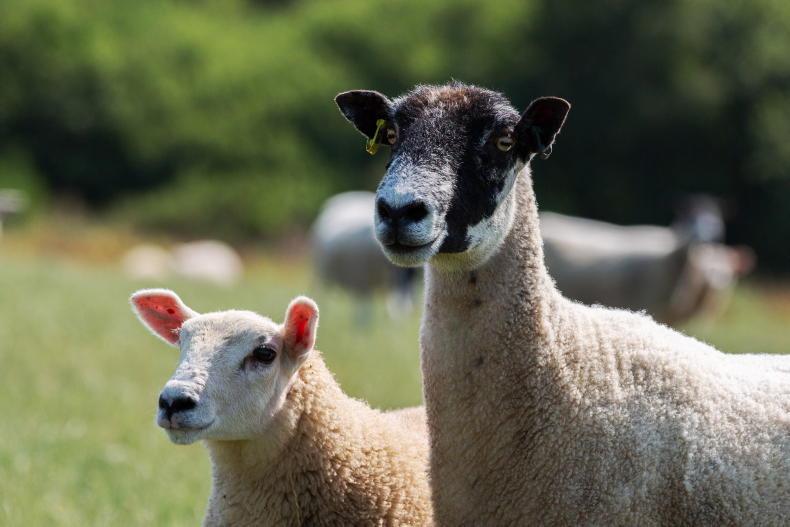Sheep Management: early lambing ewes and SIS scanning records Sheep Management: early lambing ewes and SIS scanning records