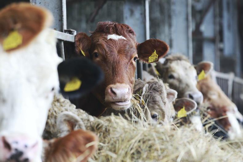 Unusual tetany case highlights silage risks Unusual tetany case highlights silage risks