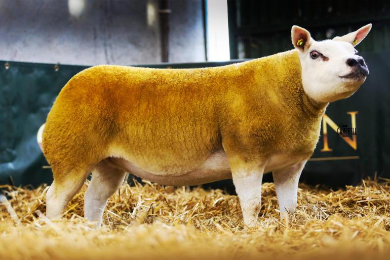 In pictures: northeast Texel sale sees hoggets hit €6,400 in Carnaross In pictures: northeast Texel sale sees hoggets hit €6,400 in Carnaross