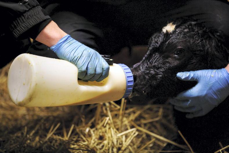 Building good habits before calving begins Building good habits before calving begins