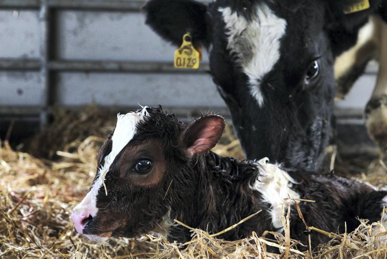 Agri jobs: dairy farm workers in demand Agri jobs: dairy farm workers in demand