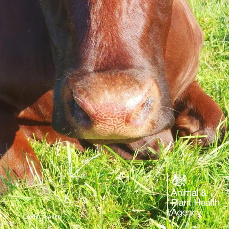 Further bluetongue cases in England Further bluetongue cases in England