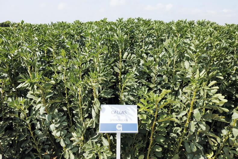 Three spring bean varieties on tight list Three spring bean varieties on tight list