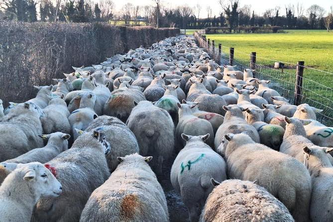 Preparing ewes for housing: key steps for a smooth pre-lambing period Preparing ewes for housing: key steps for a smooth pre-lambing period