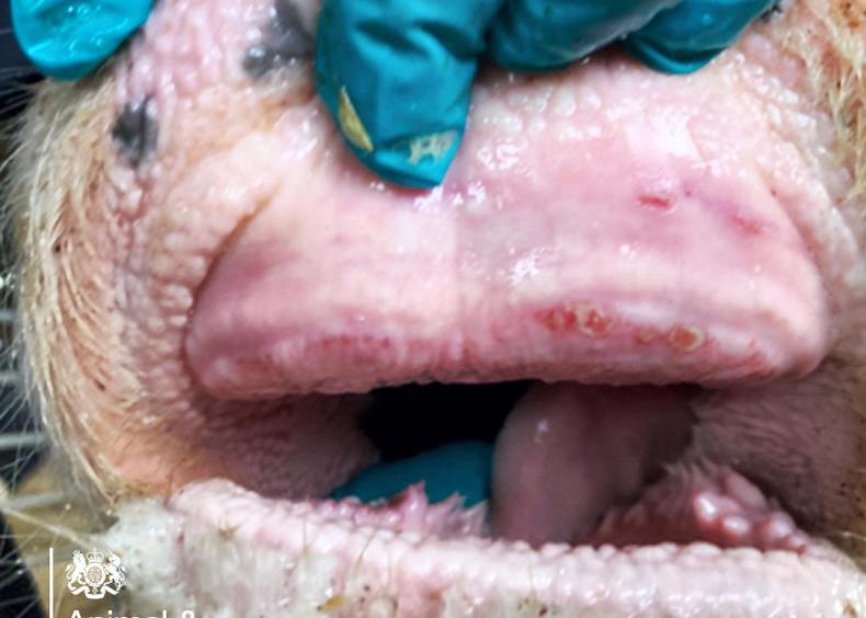 Farmers facing a risky year for bluetongue Farmers facing a risky year for bluetongue