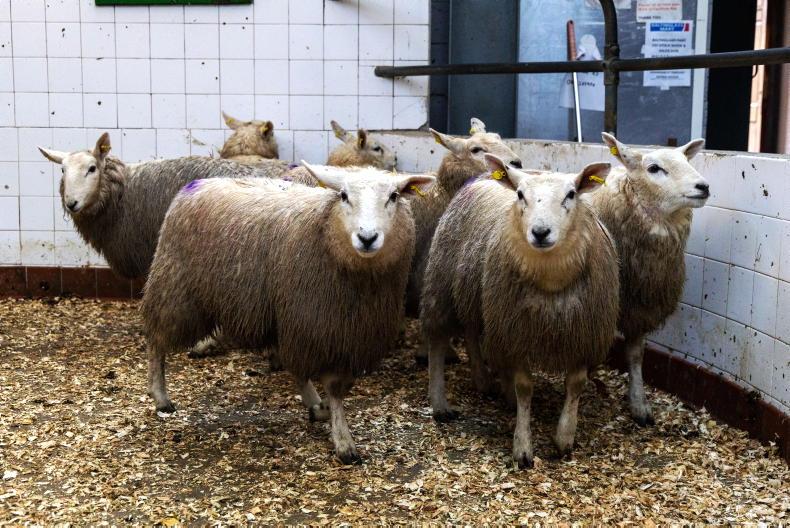 Sheep mart prices: trade stagnates for finished lambs Sheep mart prices: trade stagnates for finished lambs