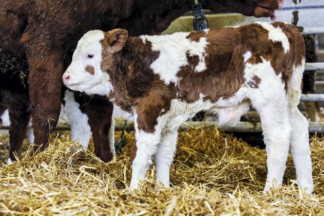 Beef Management: colostrum management, slurry and calf accommodation Beef Management: colostrum management, slurry and calf accommodation