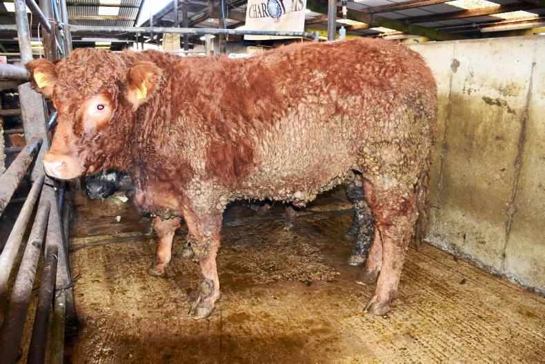 Northern View: steady outlook for beef factory quotes Northern View: steady outlook for beef factory quotes