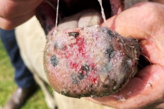 Bluetongue found in animal on Co Wexford farm Bluetongue found in animal on Co Wexford farm